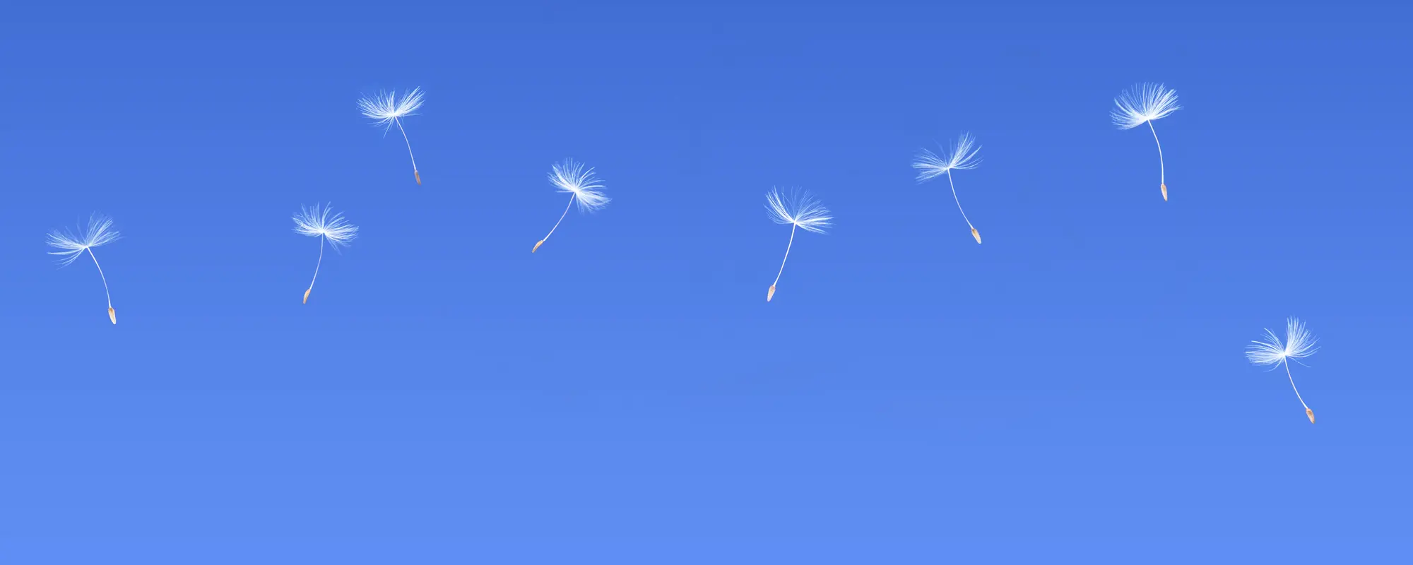 Mehrere Pusteblumensamen schweben leicht durch die Luft. Sie sind fein und haben weiße, flauschige "Schirmchen", die sie tragen. Der Hintergrund zeigt einen strahlend blauen Himmel ohne Wolken.