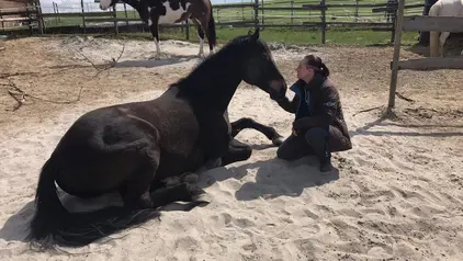 Das Bild zeigt Bianca mit ihrer Stute Maybe. Sie sitzt neben dem liegenden Pferd in einem Reitplatz und streichelt es liebevoll am Kopf. Im Hintergrund ist ein weiteres Pferd auf der Koppel zu sehen. Die Szene vermittelt eine ruhige und innige Verbindung zwischen Bianca und ihrem Pferd, was ihre Leidenschaft für das Westernreiten deutlich macht.